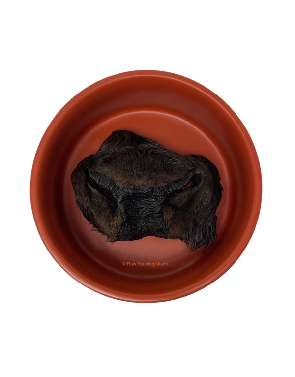 Dehydrated Bison Snout