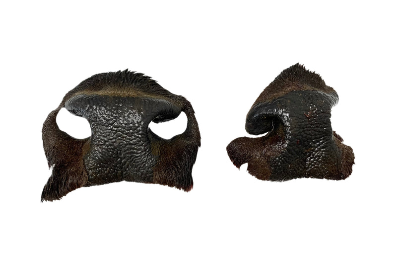 Bison Snouts