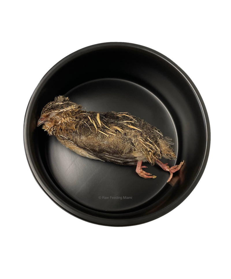 Whole Prey Quails - Large