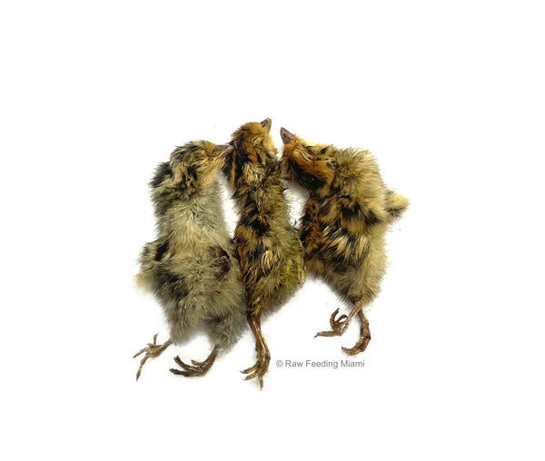 Dehydrated Quail Chicks