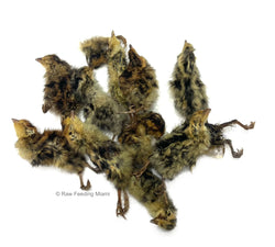 Dehydrated Quail Chicks