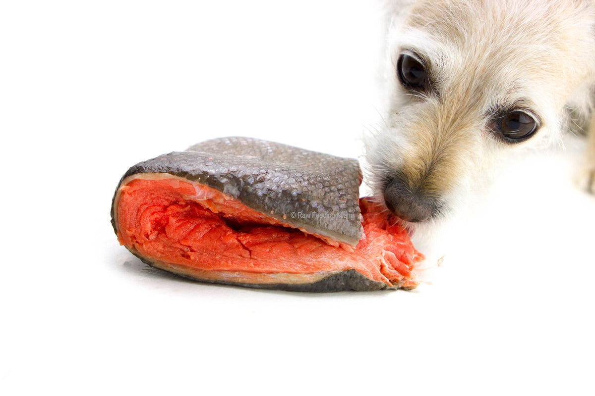 Feeding shops raw salmon to dogs